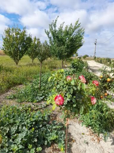 فيلا La Crotiniere Marmagne  المظهر الخارجي الصورة